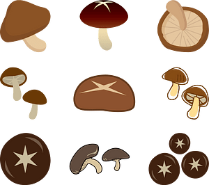 Shiitake Mushroom