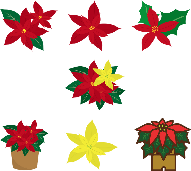 Poinsettia Christmas