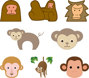 Monkey Animal