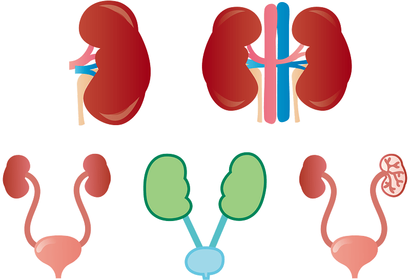 Kidney Urinary Bladder