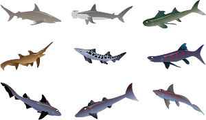 Shark Fish