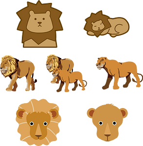 Lion Animal