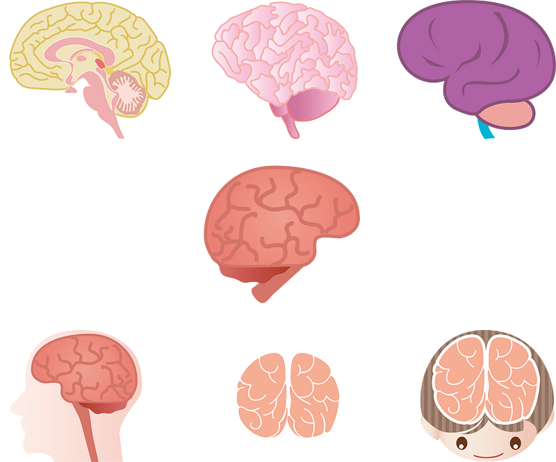Brain Organ