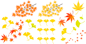 Maple Ginkgo