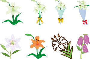 Lily Flower