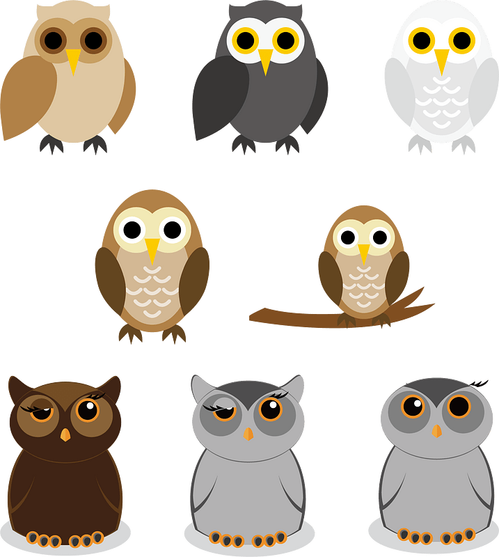Owl Animal