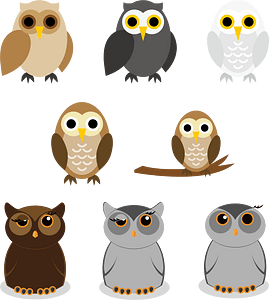 Owl Animal