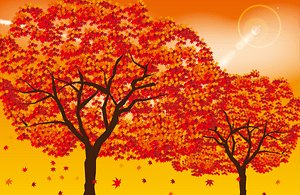 Maple Fall