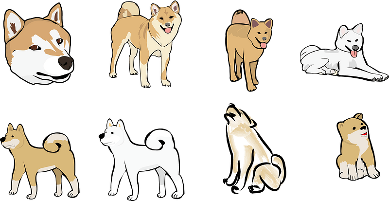 Shiba Inu
