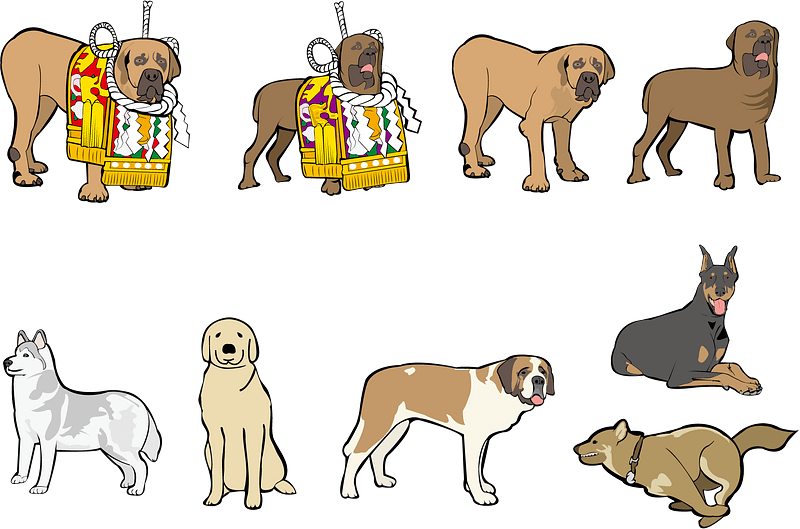 Dog Animal