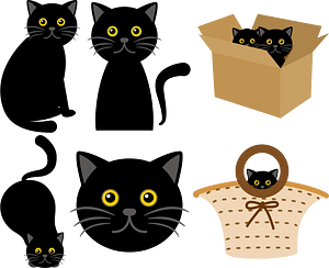 Black Cat