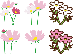 Cosmos Flower