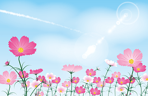 Cosmos Flower
