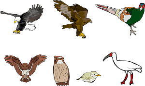 Bird Animal