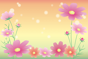 Cosmos Flower