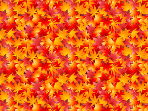 Maple Fall