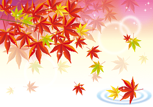 Maple Fall