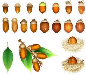 Acorn Autumn