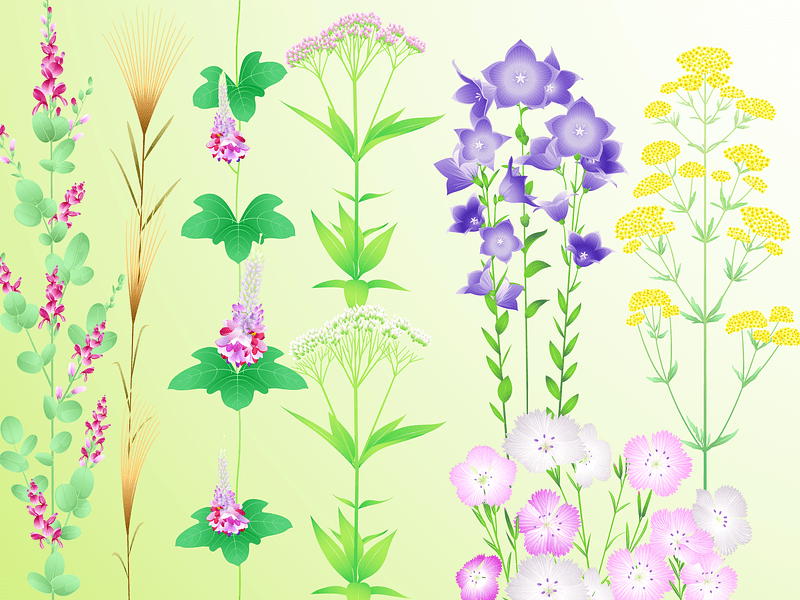 Seven Autumn Flowers