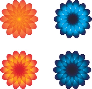 Flowers blue orange