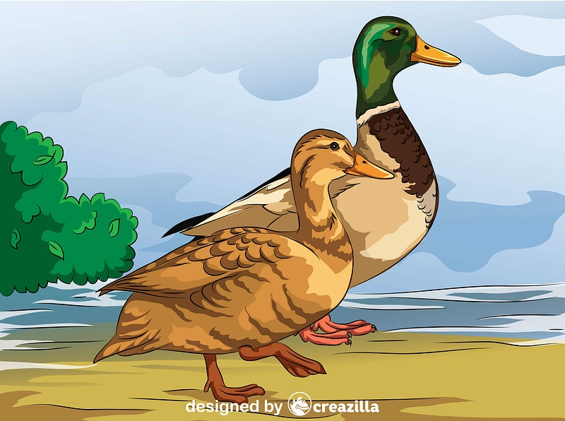 Male and Female Mallard Ducks