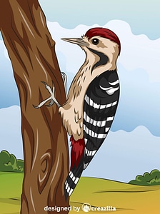 Fulvous Breasted Woodpecker