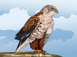 Ferruginous Hawk
