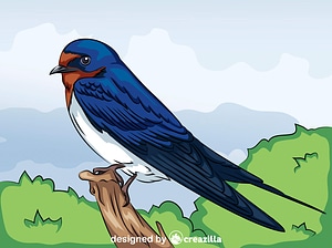 Barn Swallow