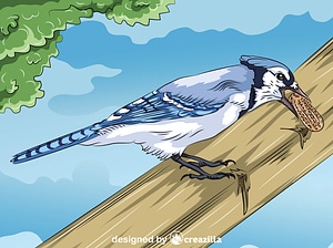 Blue Jay with Peanut