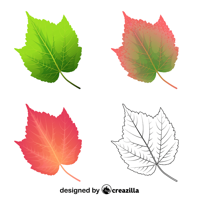 Mountain maple leaves