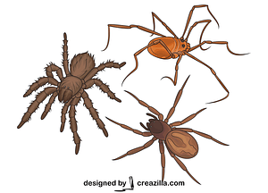 Set of Spiders