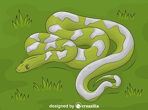 Boa constrictor