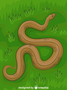 Adder Snake