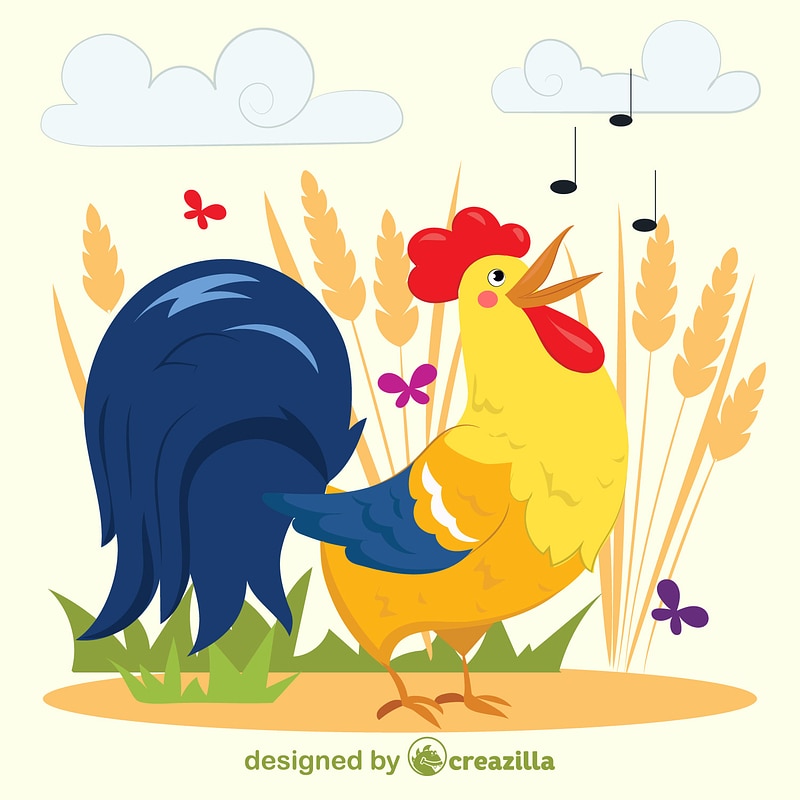 Rooster