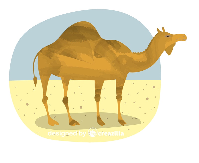 Camel