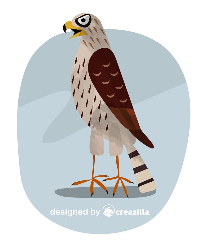 Hawk