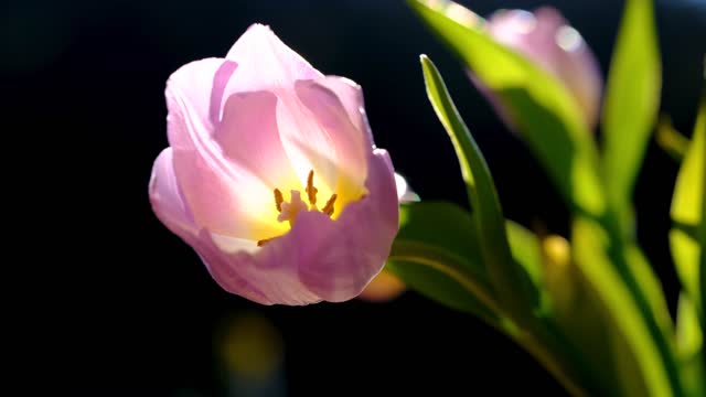 Tulip flower blossom