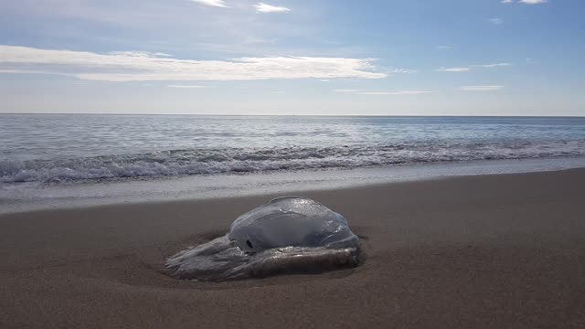 Sea jellyfish seasurf