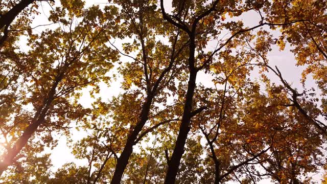 Autumn trees in the fall of