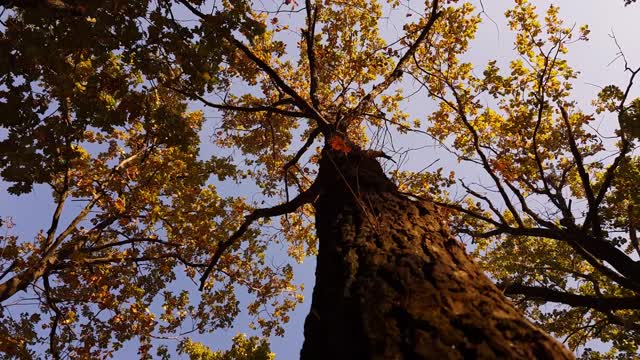 Autumn trees in the fall of