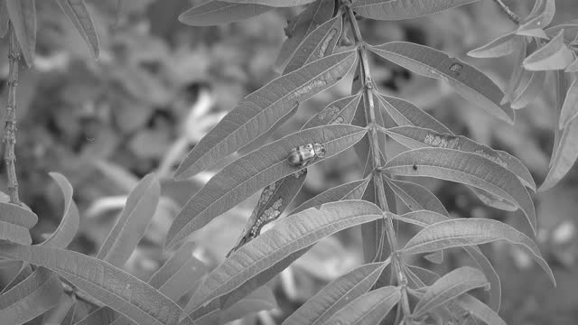 Macro yard insect
