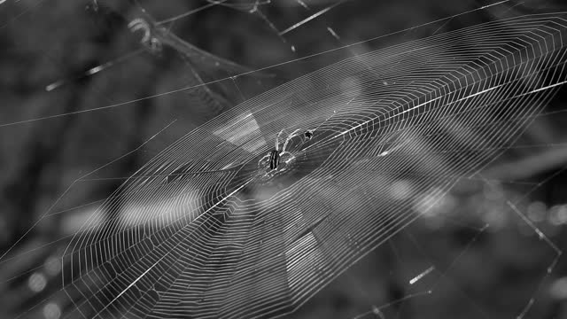 Black and white macro spider