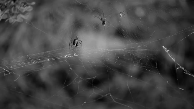 Nature insects macro