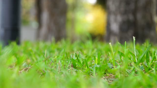 Grass macro wind