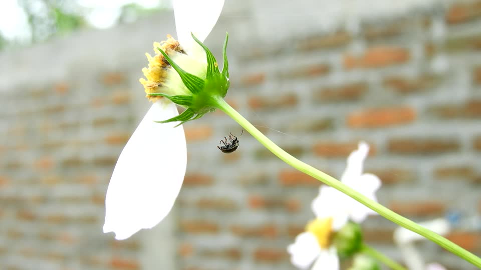 Nature yard insect ladybird