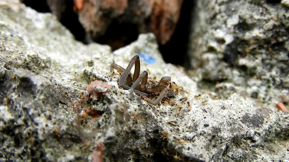 Insects macro spider