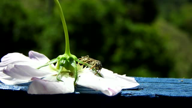 Yard insect wasp