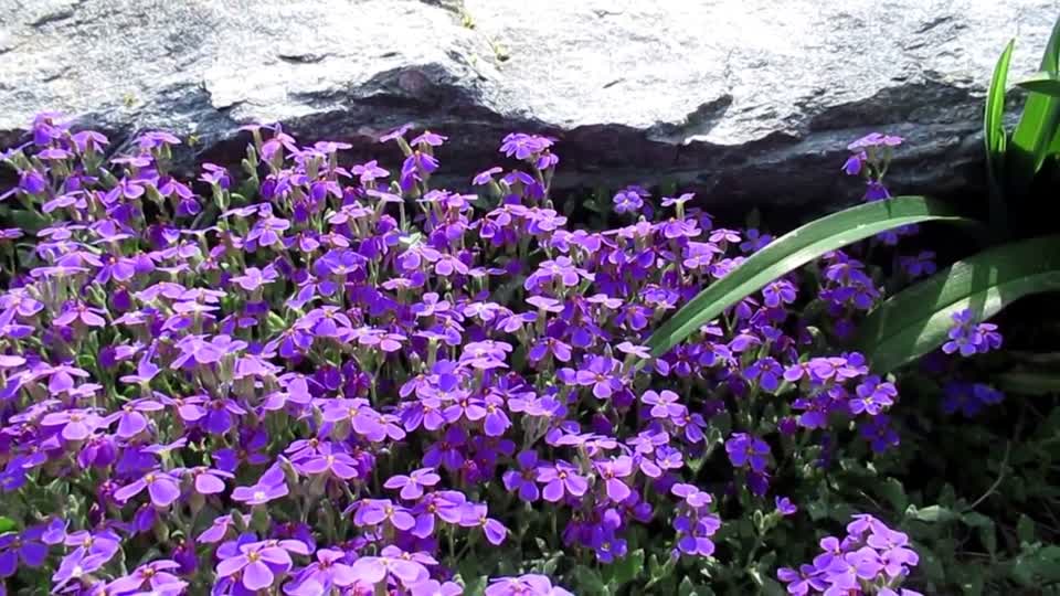 Flower purple bloom