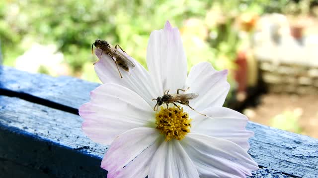 Nature insect flower