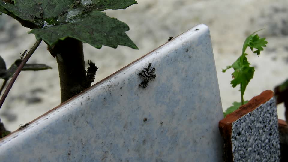 Insects macro yard